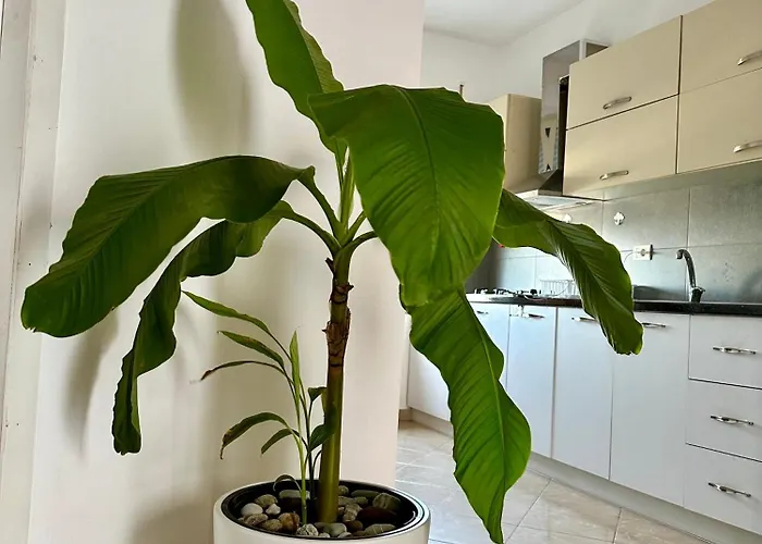 White Shell I ,durres Area Apartment